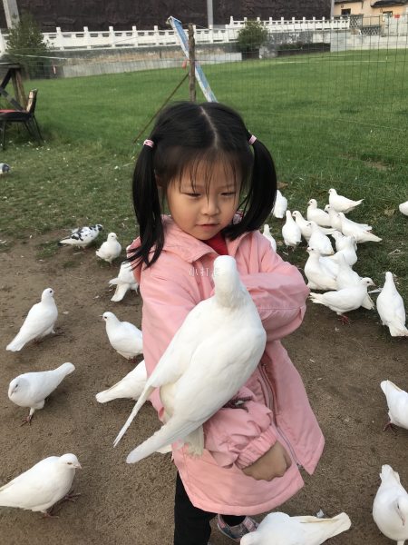 白鸽与小姑娘_手机摄影圈子(龙木良品)_摄影_小打卡